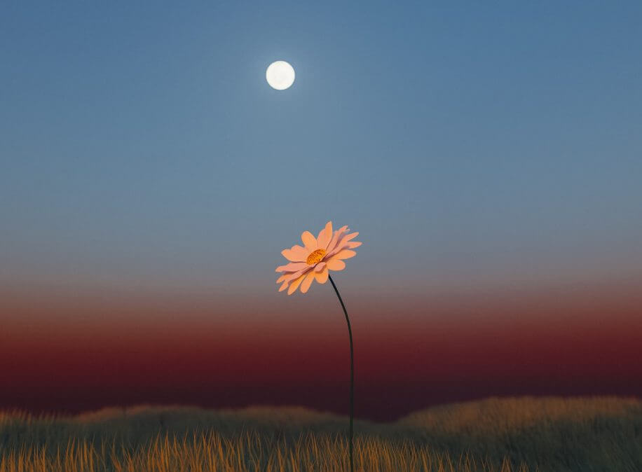 Une fleur au coucher de soleil