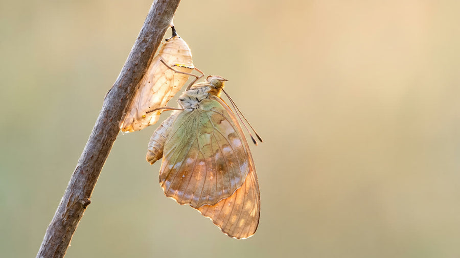 Papillon sur une branche au lever du jour, symbole de renouveau