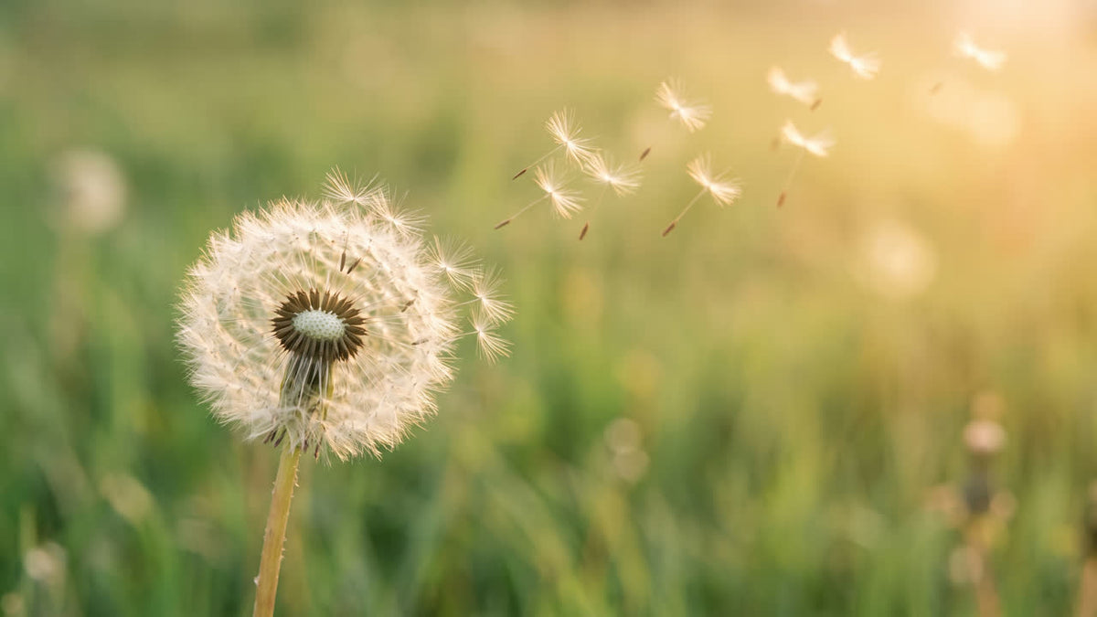 Fleur de pissenlit dans la lumière du soir, image de la fragilité et de l'apaisement